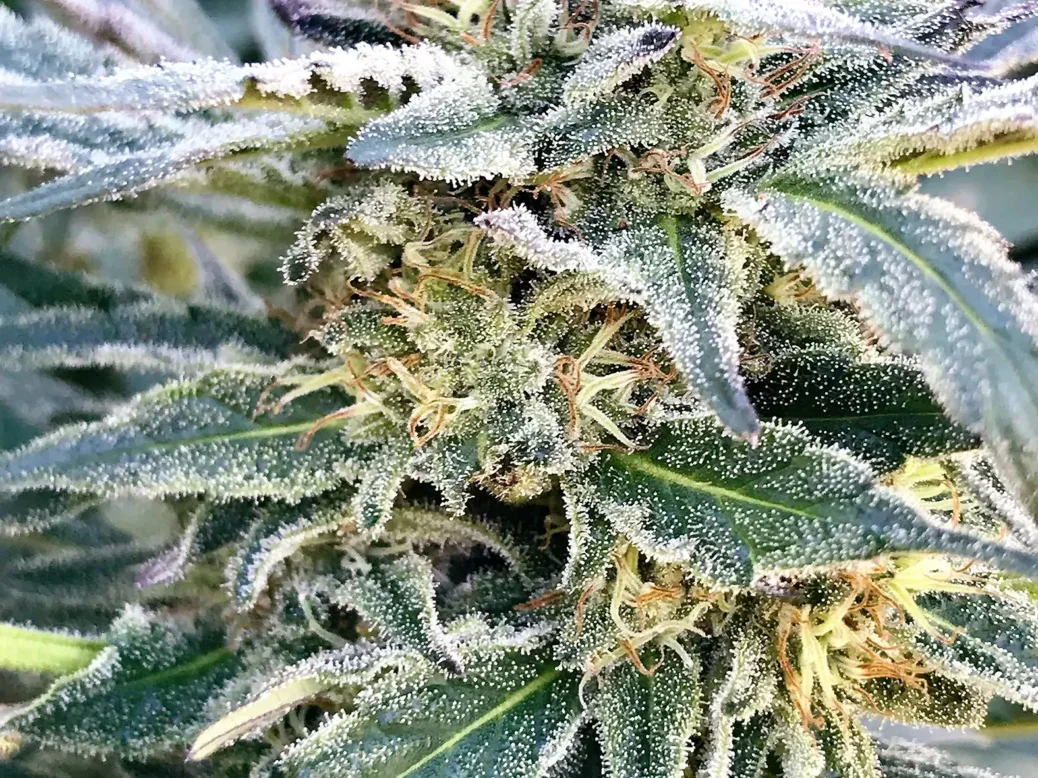 Cannabis Aesthetics