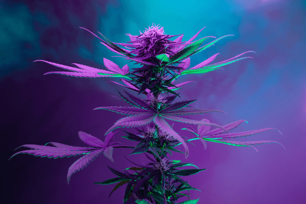Cannabis Aesthetic Trends