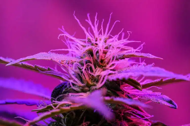 The Cannabis Aesthetic