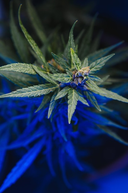The Cannabis Aesthetic