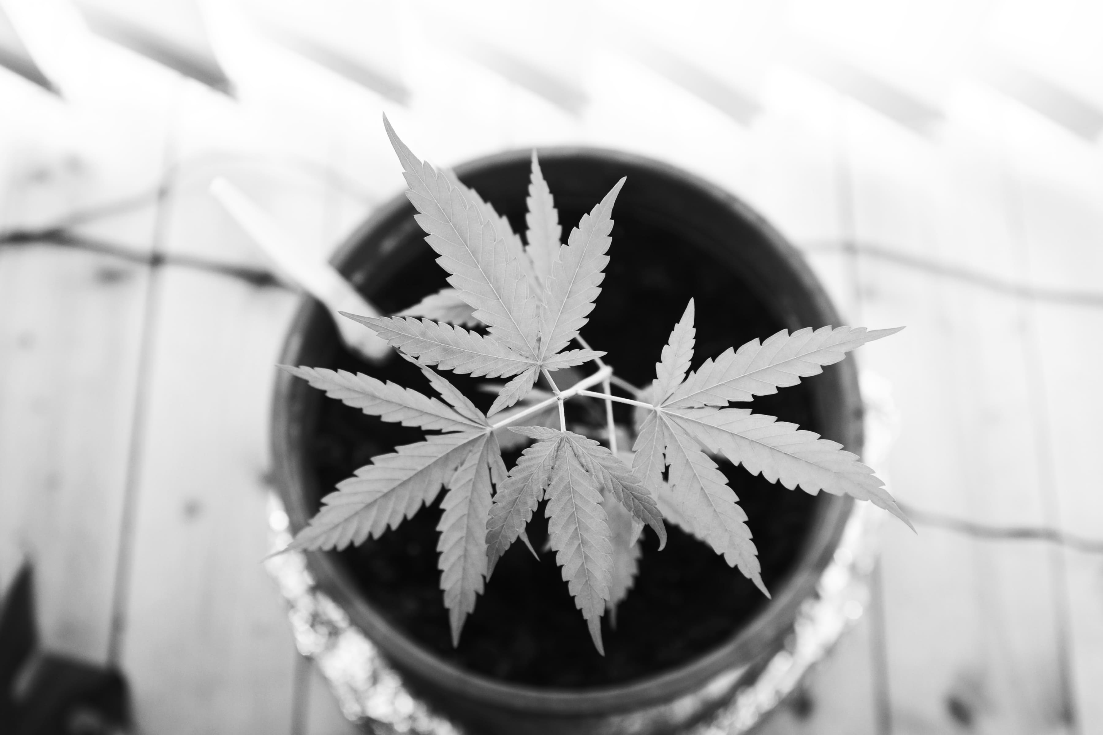 Cannabis Aesthetic Trends
