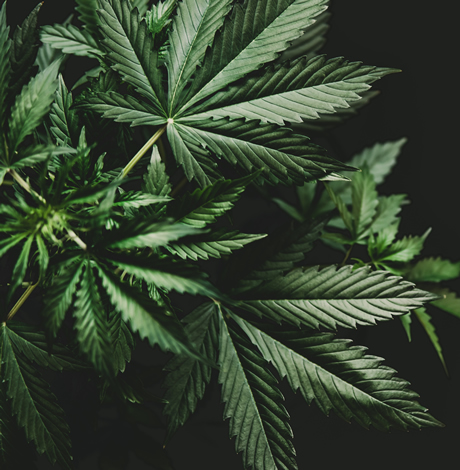 Cannabis Culture