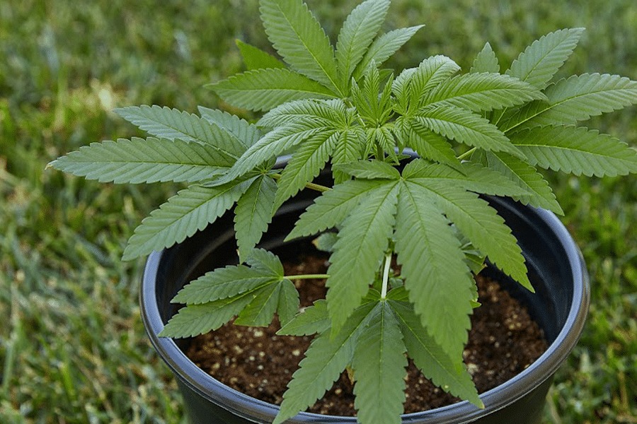 Cannabis Plant Pot